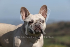 Bulldog - French