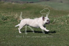 Bulldog - French