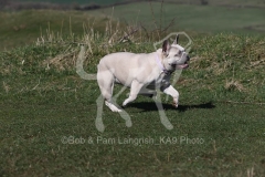 Bulldog - French