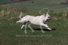 Bulldog - French