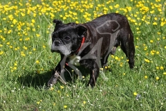 Bulldog - French