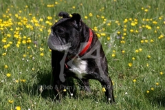 Bulldog - French