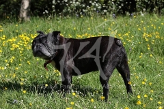 Bulldog - French
