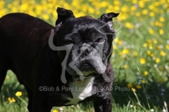 Bulldog - French