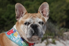 Bulldog - French