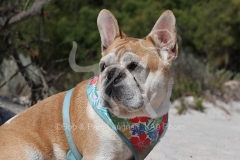 Bulldog - French
