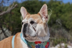 Bulldog - French
