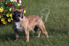 Bulldog - French