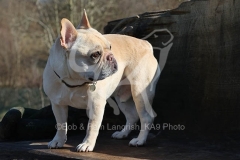 Bulldog - French