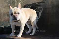 Bulldog - French