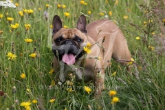 Bulldog - French