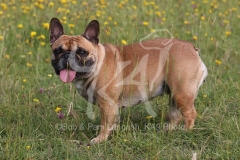 Bulldog - French