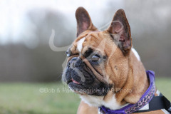 Bulldog - French