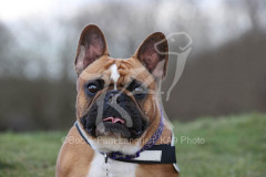 Bulldog - French