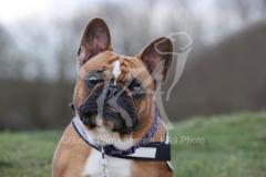 Bulldog - French