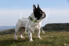 Bulldog - French