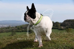 Bulldog - French