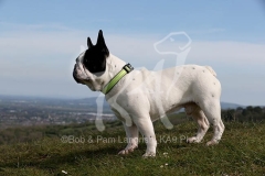 Bulldog - French