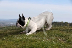 Bulldog - French