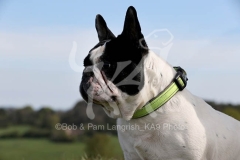Bulldog - French