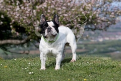 Bulldog - French