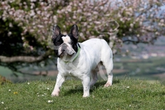 Bulldog - French