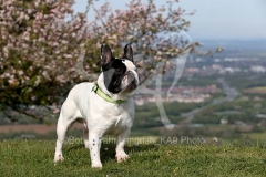 Bulldog - French