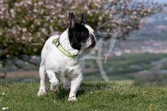 Bulldog - French
