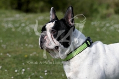 Bulldog - French