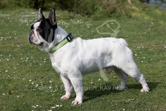 Bulldog - French