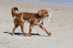 Cavapoo