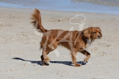 Cavapoo