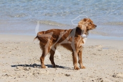 Cavapoo