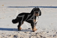 Cavapoo