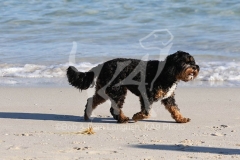 Cavapoo