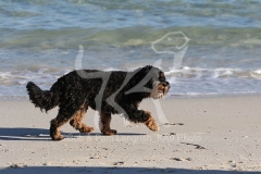 Cavapoo