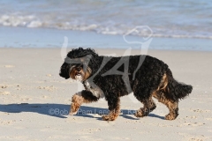 Cavapoo