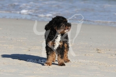 Cavapoo