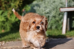 Cavapoo