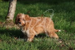Cavapoo