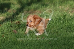 Cavapoo