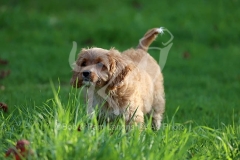 Cavapoo