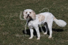 Cavapoo