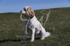Cavapoo