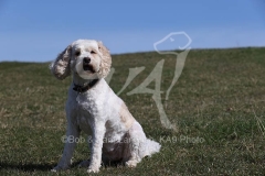 Cavapoo