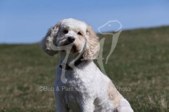 Cavapoo