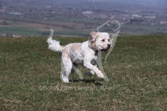 Cavapoo