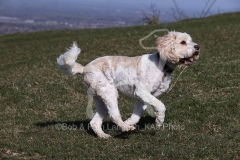 Cavapoo