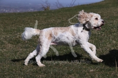 Cavapoo
