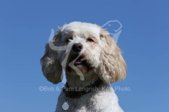 Cavapoo